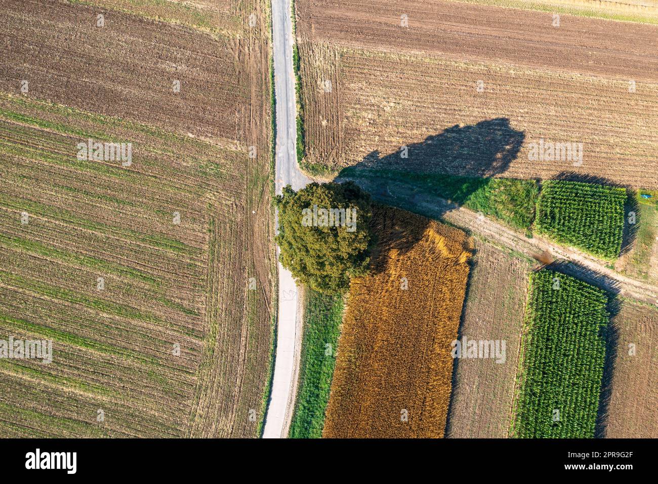 vista aerea di un albero e campi vuoti Foto Stock