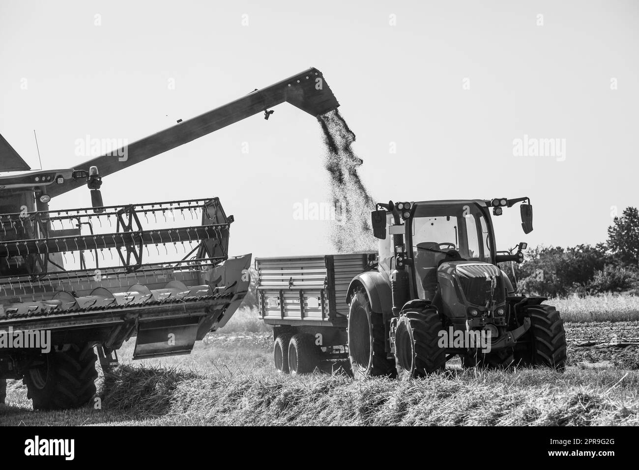 raccolto di grano in estate Foto Stock