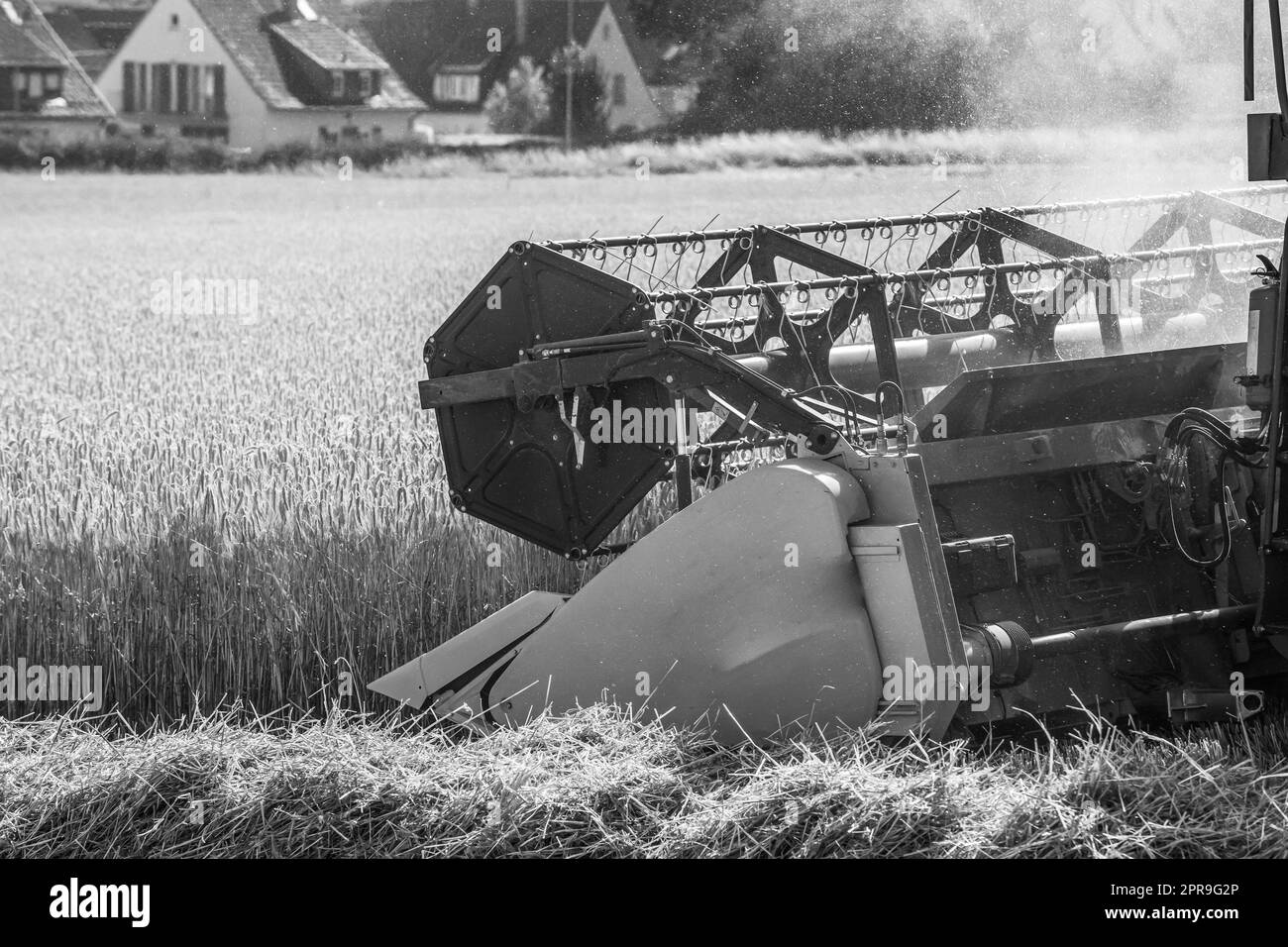 tagliare il grano in estate Foto Stock