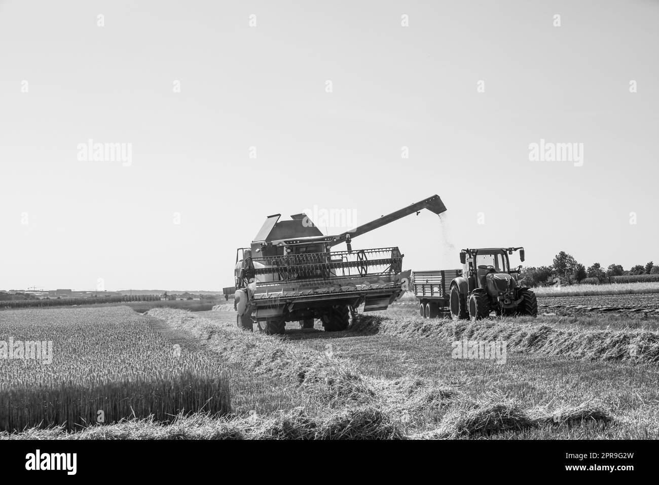 campo di grano con trebbiatrice e trattore Foto Stock