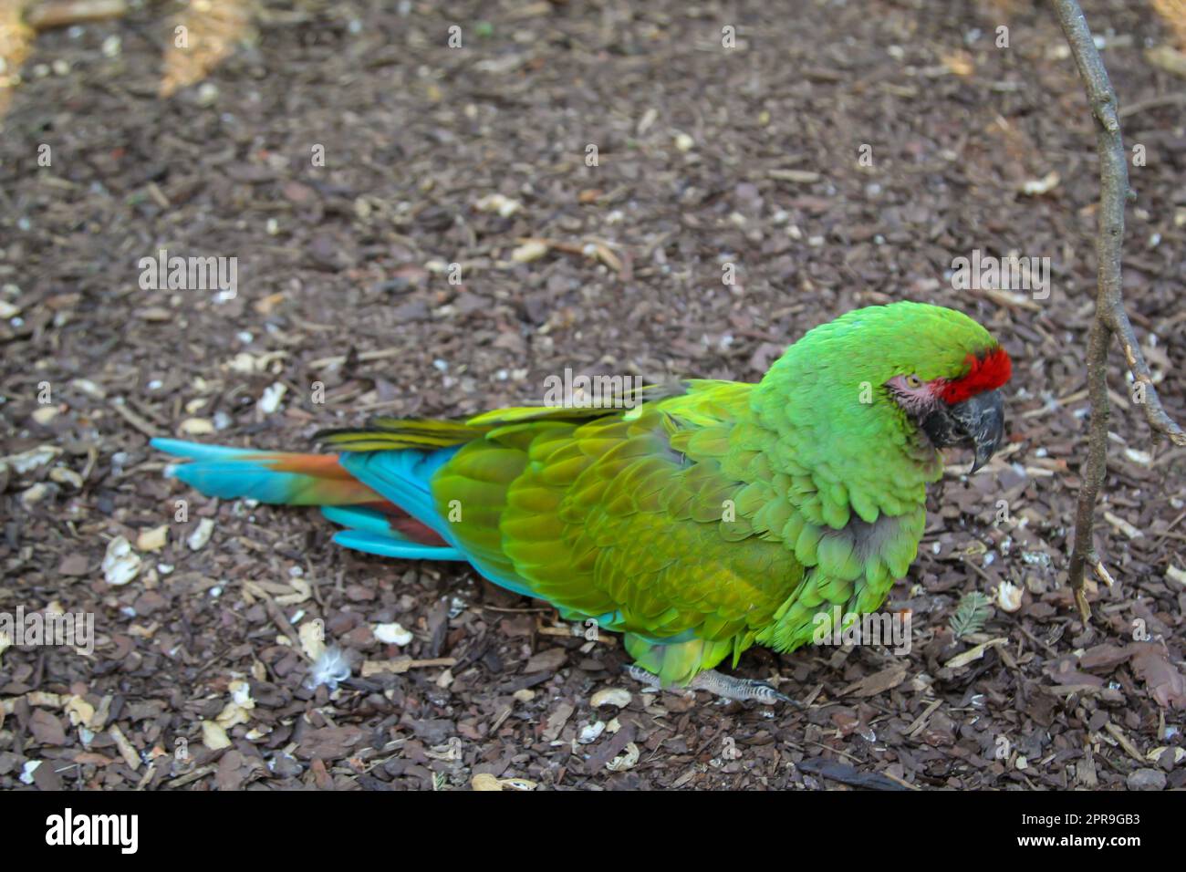 Pappagallo in una voliera. Uccelli pappagallo con bel piumaggio. Foto Stock