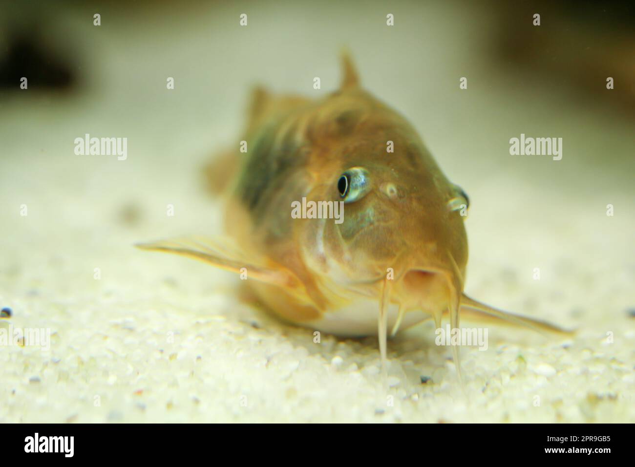 Un pesce gatto corazzato in metallo sul fondo di un acquario. Foto Stock