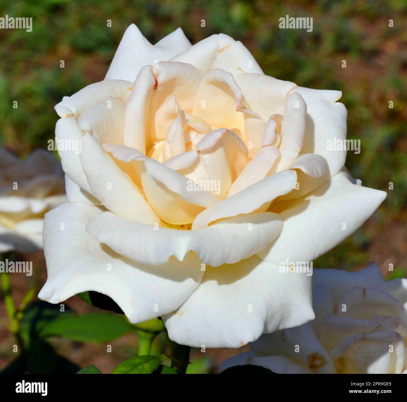 White Rose fiore Foto Stock