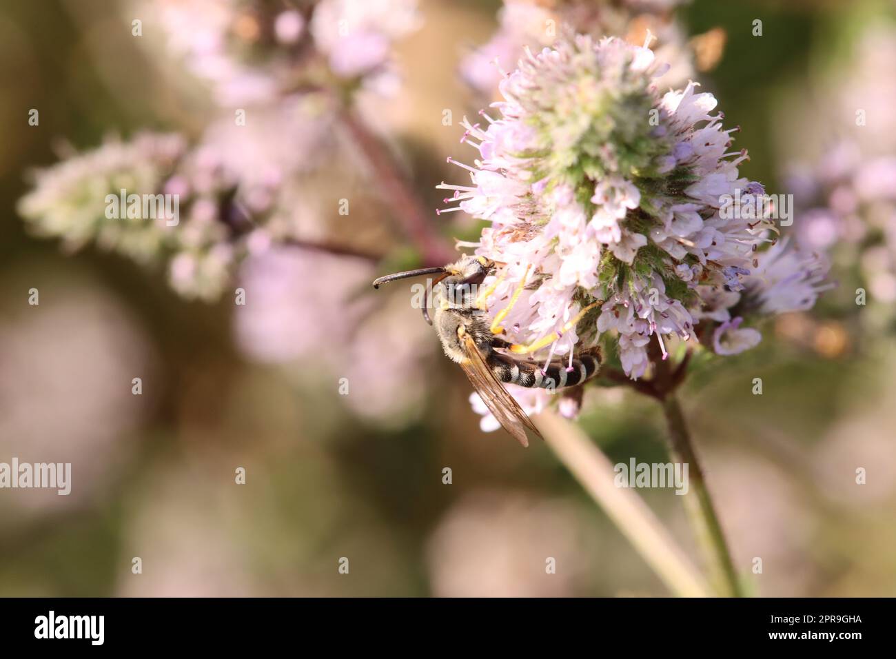 Gelbbindige Furchenbiene (Halictus scabiosae) Foto Stock