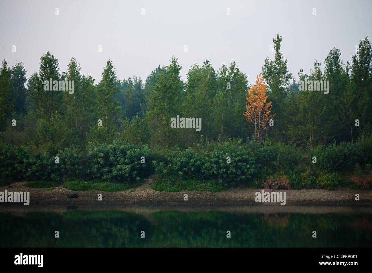 Fitta foresta con tettoie di alberi verdi e una canoa gialla colorata in autunno Foto Stock