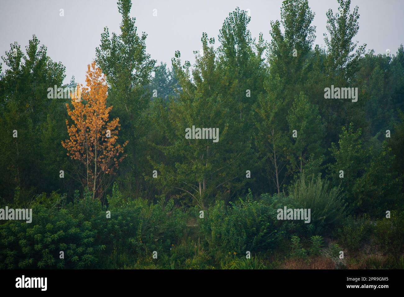 Fitta foresta con tettoie di alberi verdi e una canoa gialla colorata in autunno Foto Stock