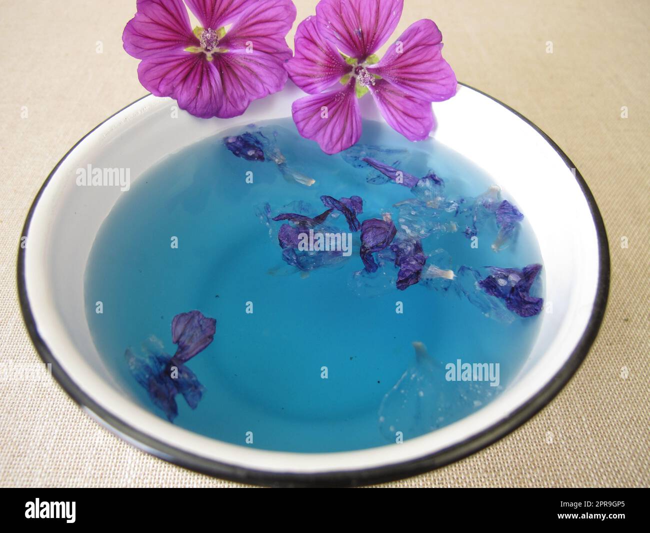 Bagno colorante blu con fiori di malva, colore blu delle piante Foto Stock