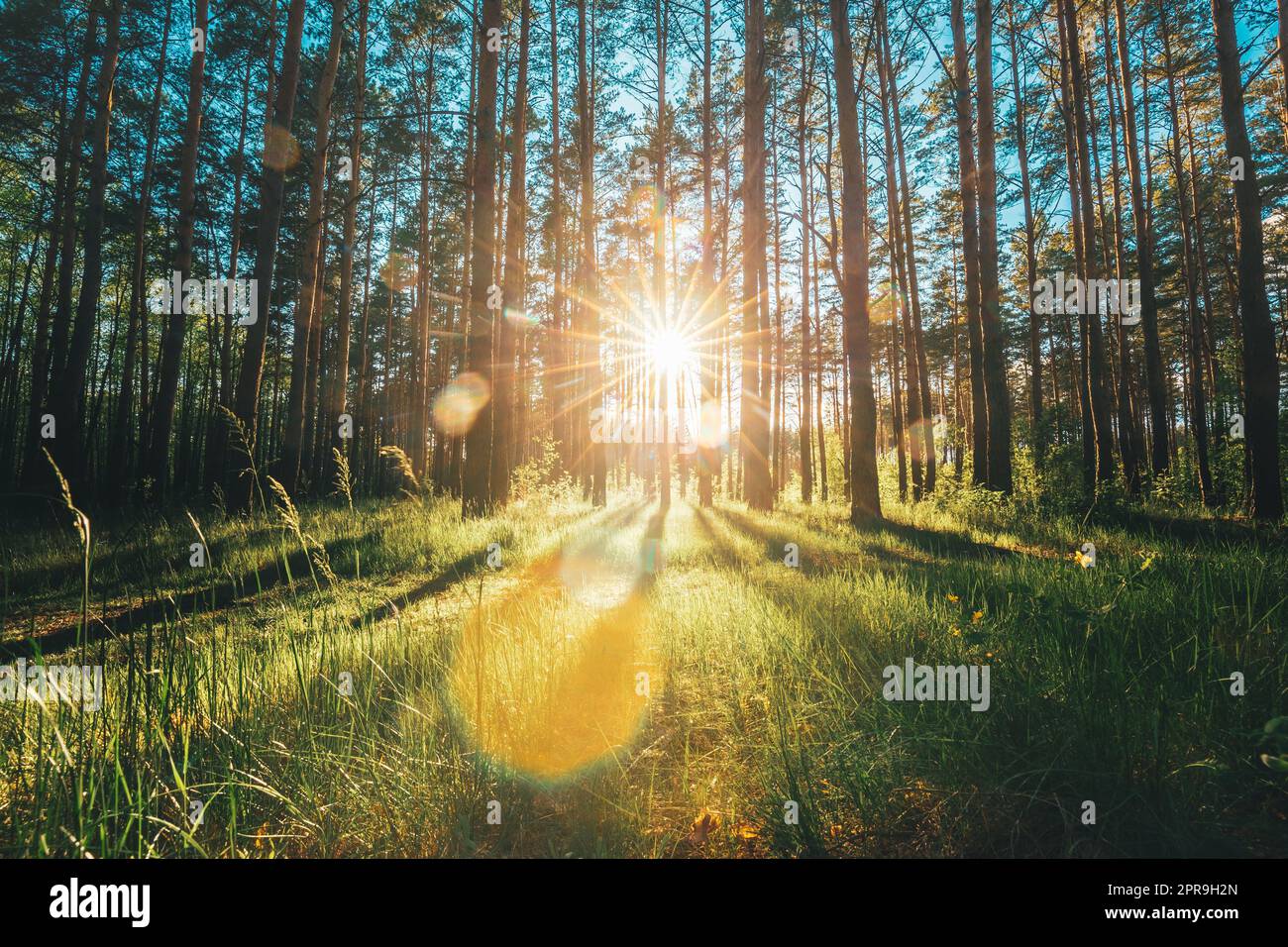 Bella Sunset Sunrise sole Sunshine in Sunny Summer Coniferous Forest. Raggi solari luce del sole attraverso boschi in Forest Landscape Foto Stock