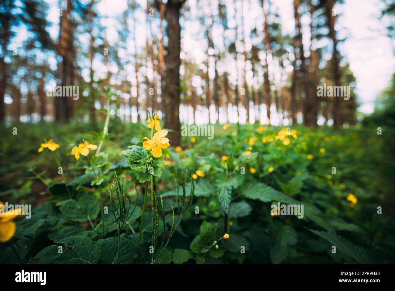 Green Spring Forest. Pianta Ranunculus Acris con fiori gialli su sfondo Tall alberi Foto Stock