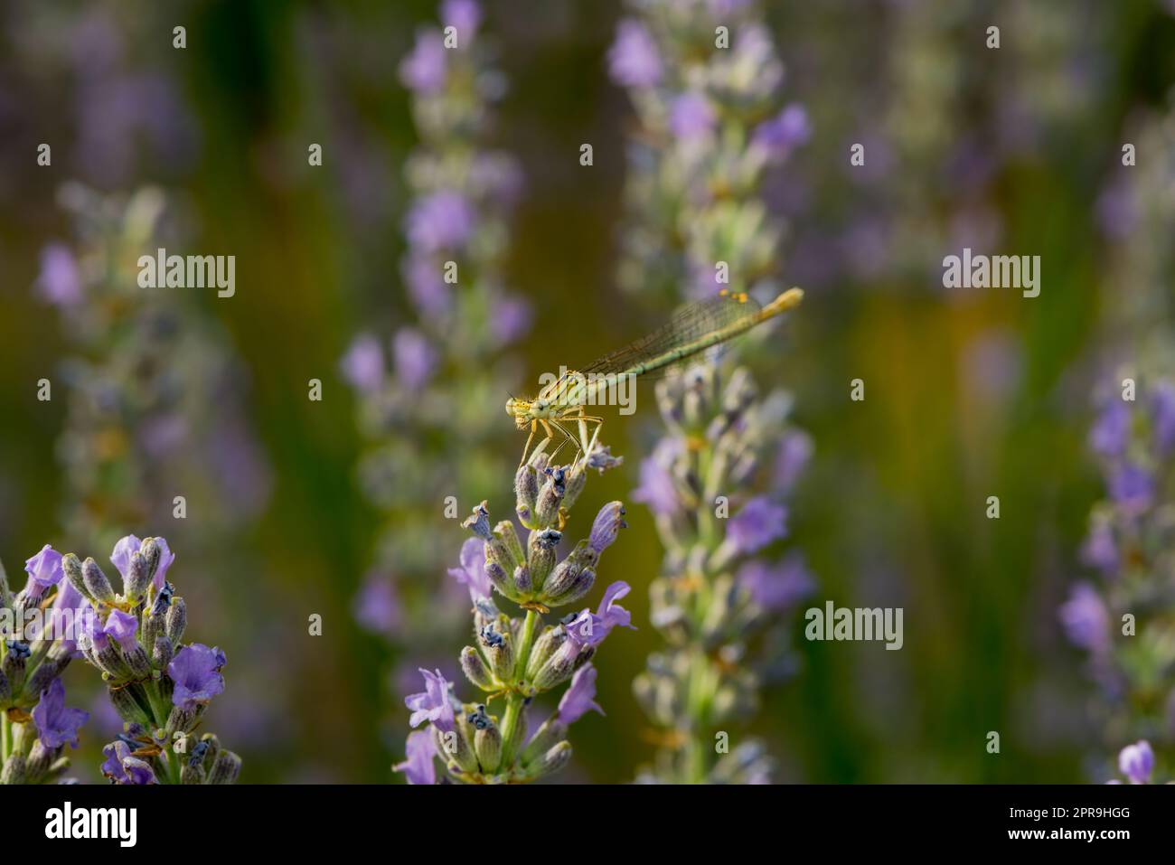 una libellula su una fioritura di lavanda Foto Stock