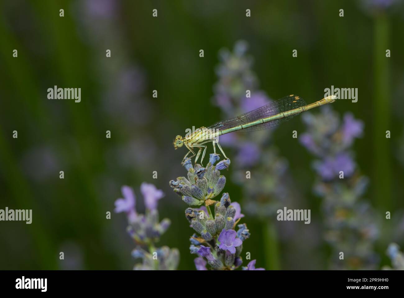 una libellula su una fioritura di lavanda Foto Stock