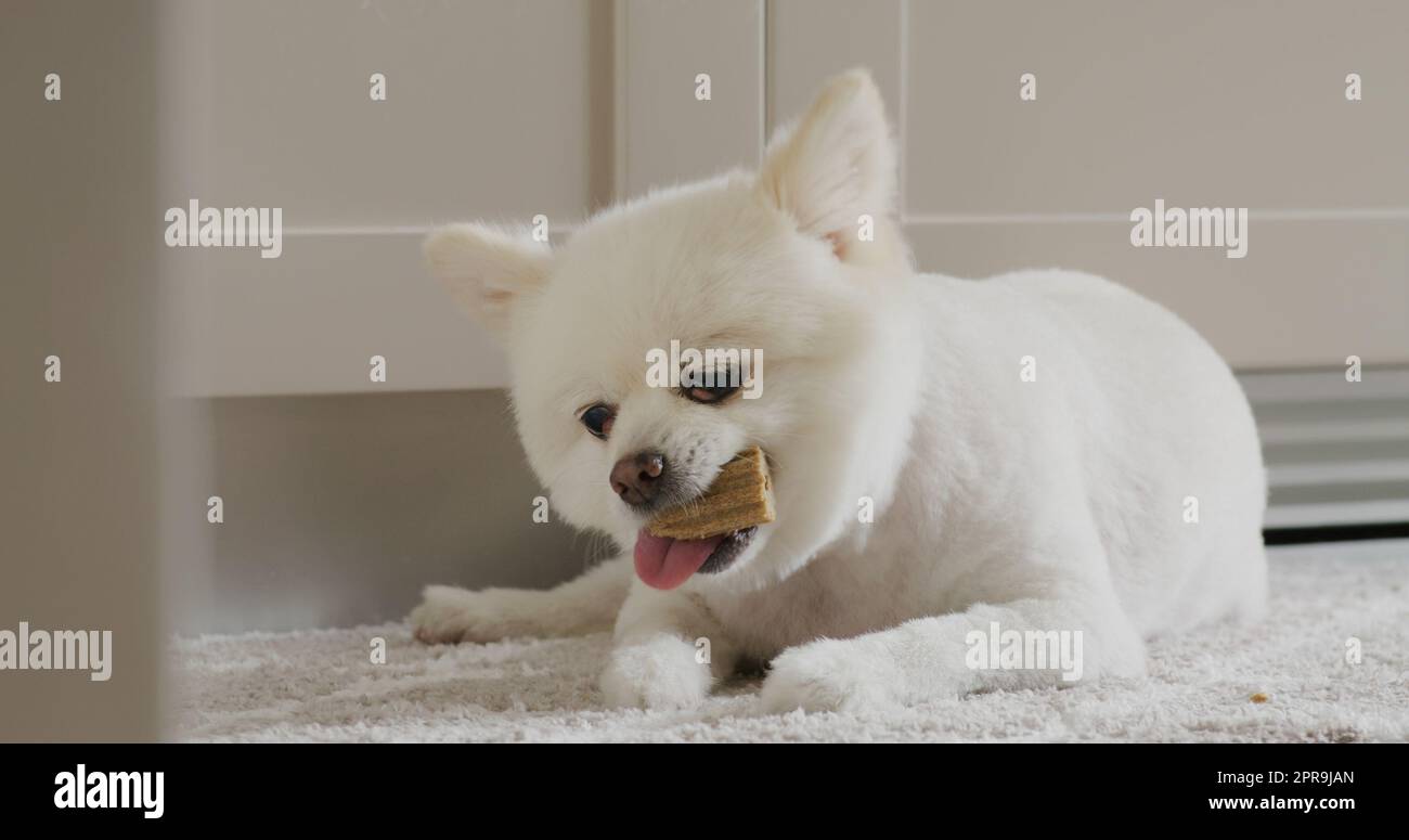 Trattamento da masticare per cani Pomeraniani per denti puliti e gengive sane Foto Stock