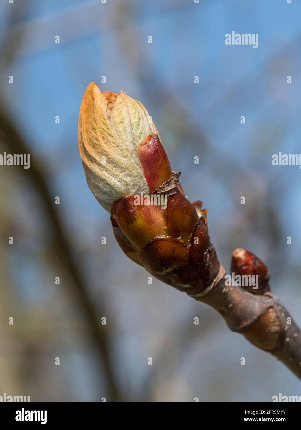 Cavallo castagno (Aesculus hippocastanum) gemme in primavera (aprile), Old Deer Park, (Richmond Park), Londra, Regno Unito. Foto Stock