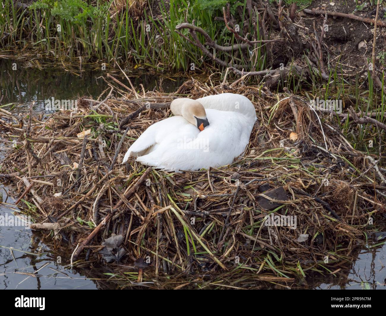 Un cigno seduto sul suo nido vicino al Tamigi, Henley-on-Thames, Oxfordshire, Regno Unito. Foto Stock