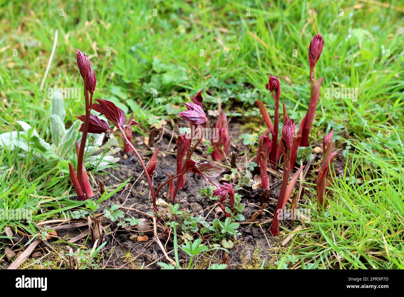 Peony o Paeony piante erbacee perenni fioritura piccoli germogli rossi con foglie di composto profondamente lobato su ogni lato coperto di gocce di pioggia Foto Stock