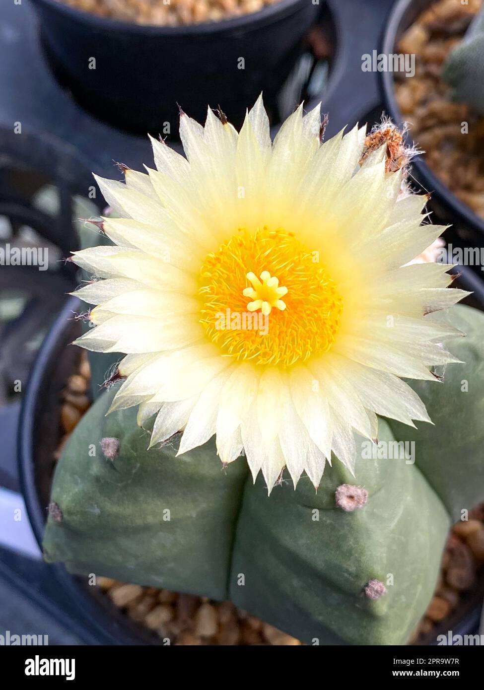 Primo piano Astrophythum miriostigma cactus fiore che coltiva nella scuola materna Foto Stock Primo piano Astrophythum miriostigma cactus fiore che coltiva nella scuola materna Foto Stock