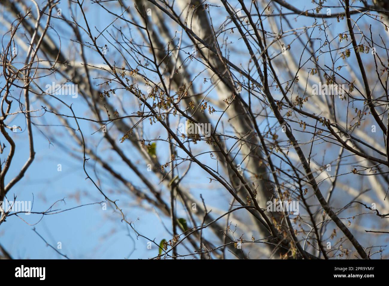 Maschio di American Goldfinch Foto Stock