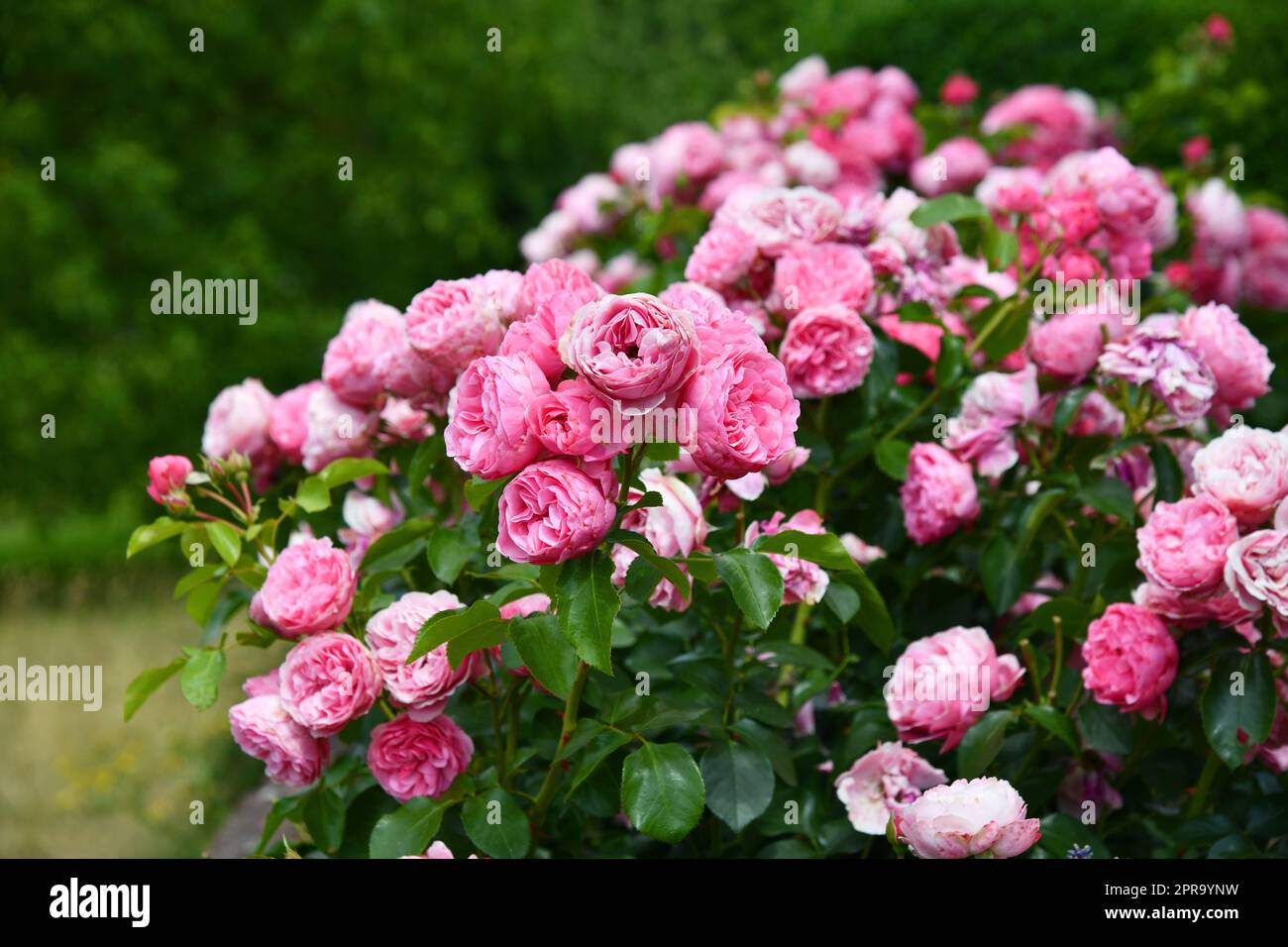 Rosa fioritura letto rose in giardino Foto Stock