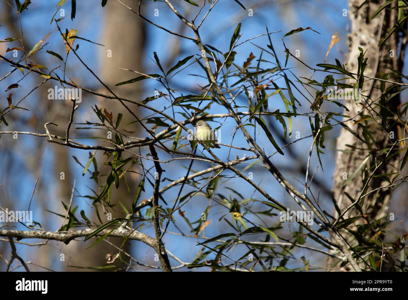 Immaturo Warbler con corona arancione Foto Stock