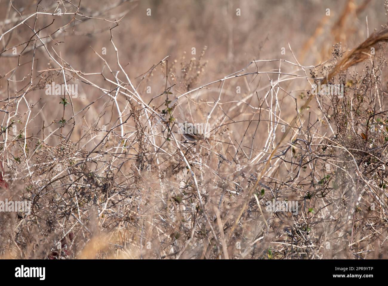 Maestosa Savannah Sparrow Foto Stock