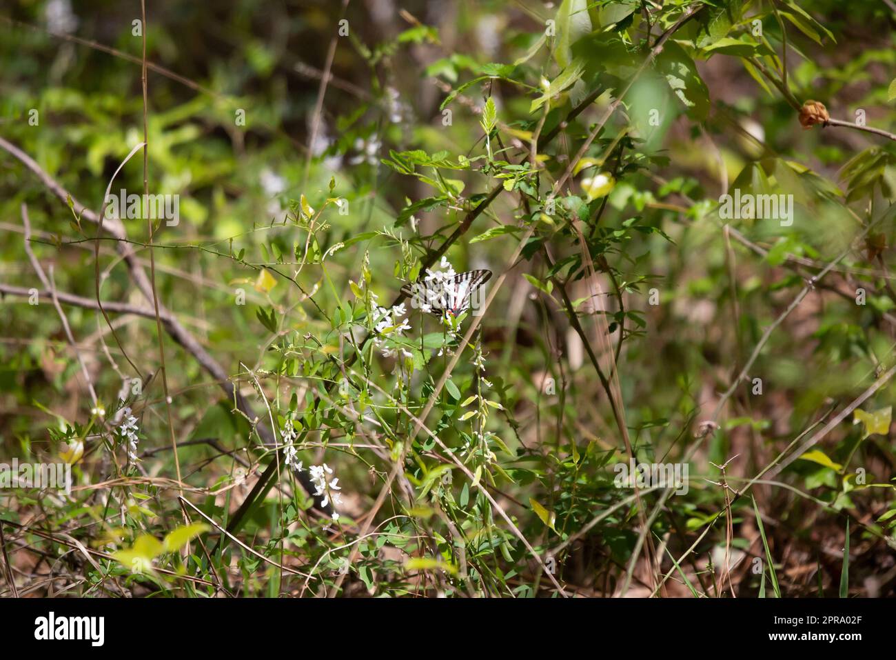 Zebra farfalla a coda di rondine Foto Stock