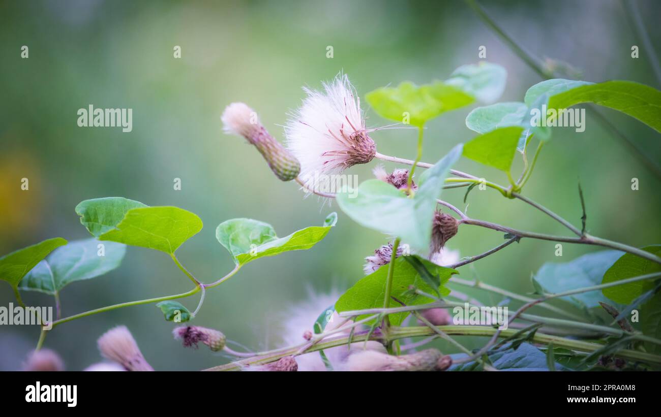 Fuoco morbido fiore selvatico fioritura Foto Stock