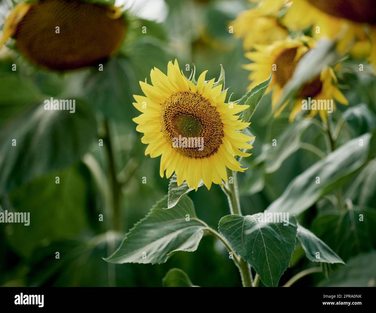 Campo con girasoli in fiore in una giornata estiva Foto Stock