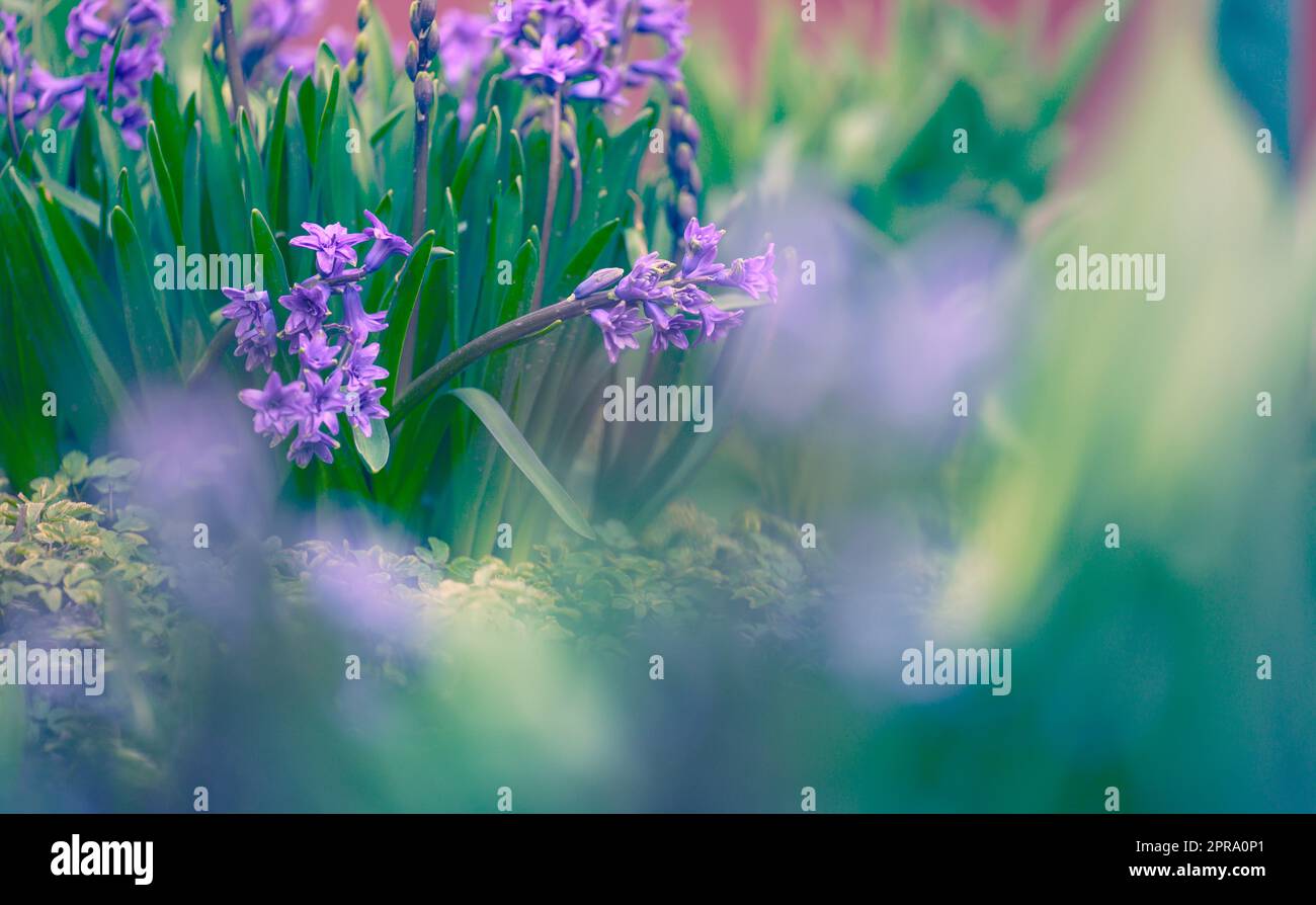 Giacinto blu in fiore nel giardino in estate pomeriggio soleggiato, fuoco selettivo Foto Stock