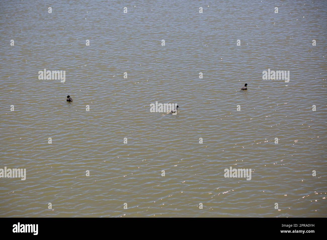 Three American Coots Swimming Foto Stock