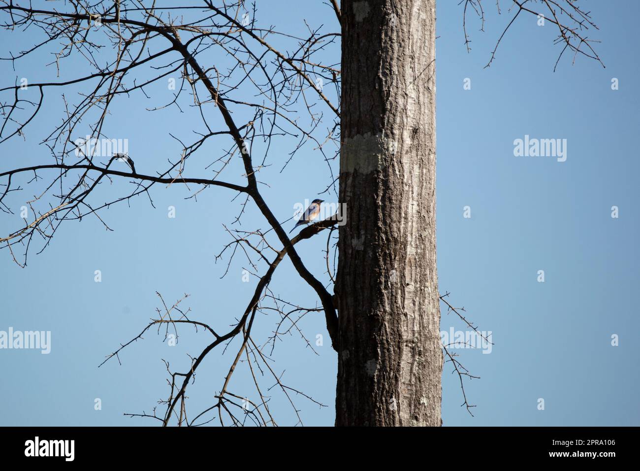 Eastern Bluebird on a Tree Foto Stock