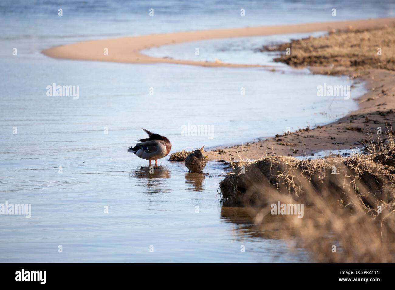 Grooming Mallard Duck Foto Stock