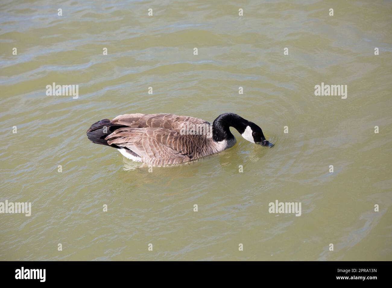 Canada Goose Swimming Foto Stock