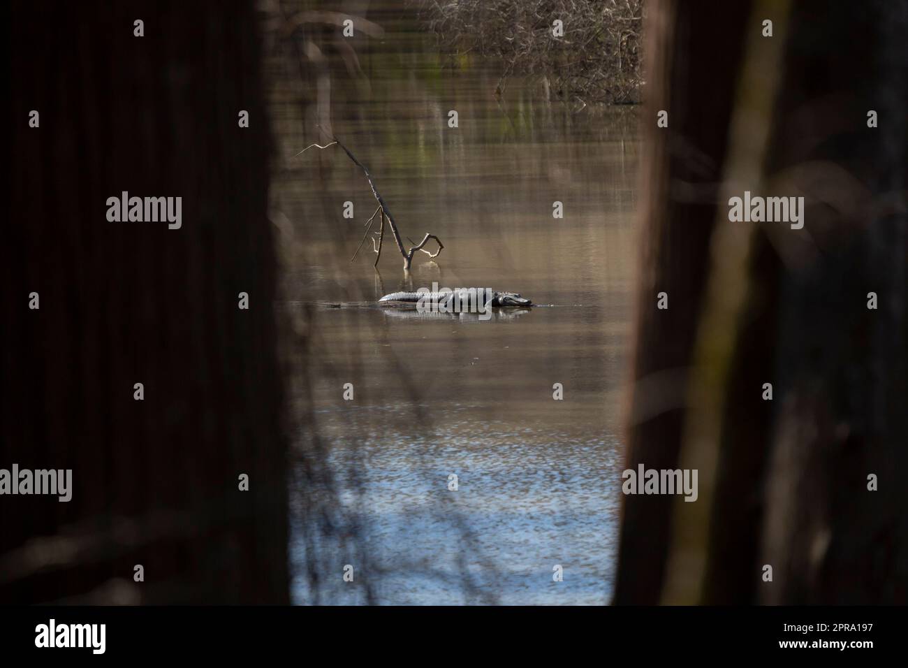 Basking American Alligator Foto Stock