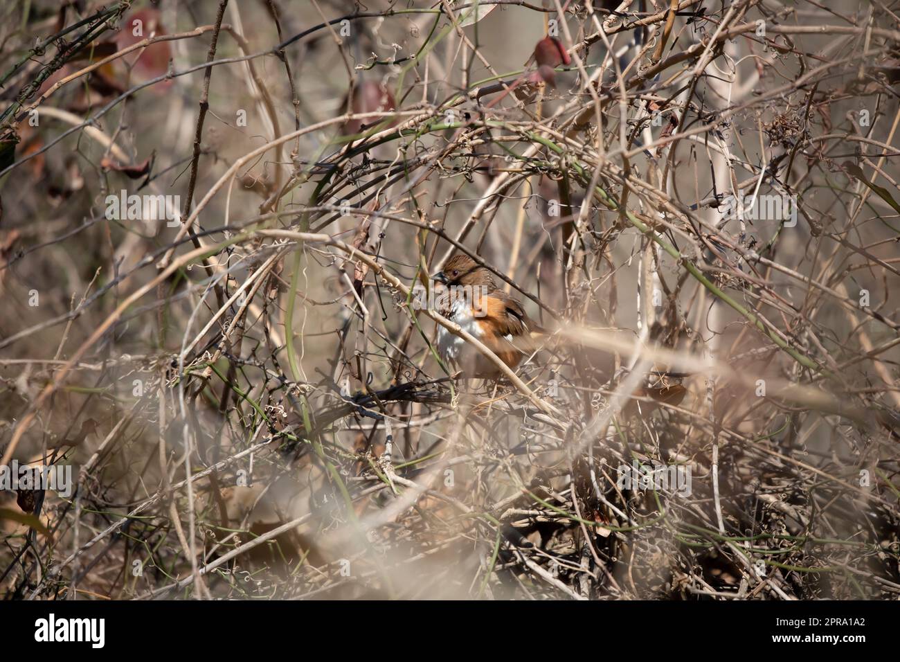 Majestic Female Eastern Towhee Foto Stock