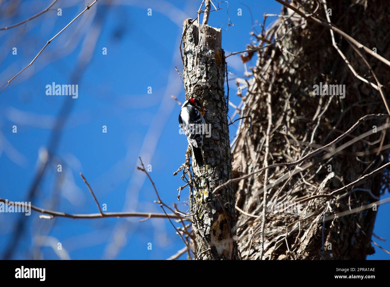 Maschio Picchio pelose Foto Stock