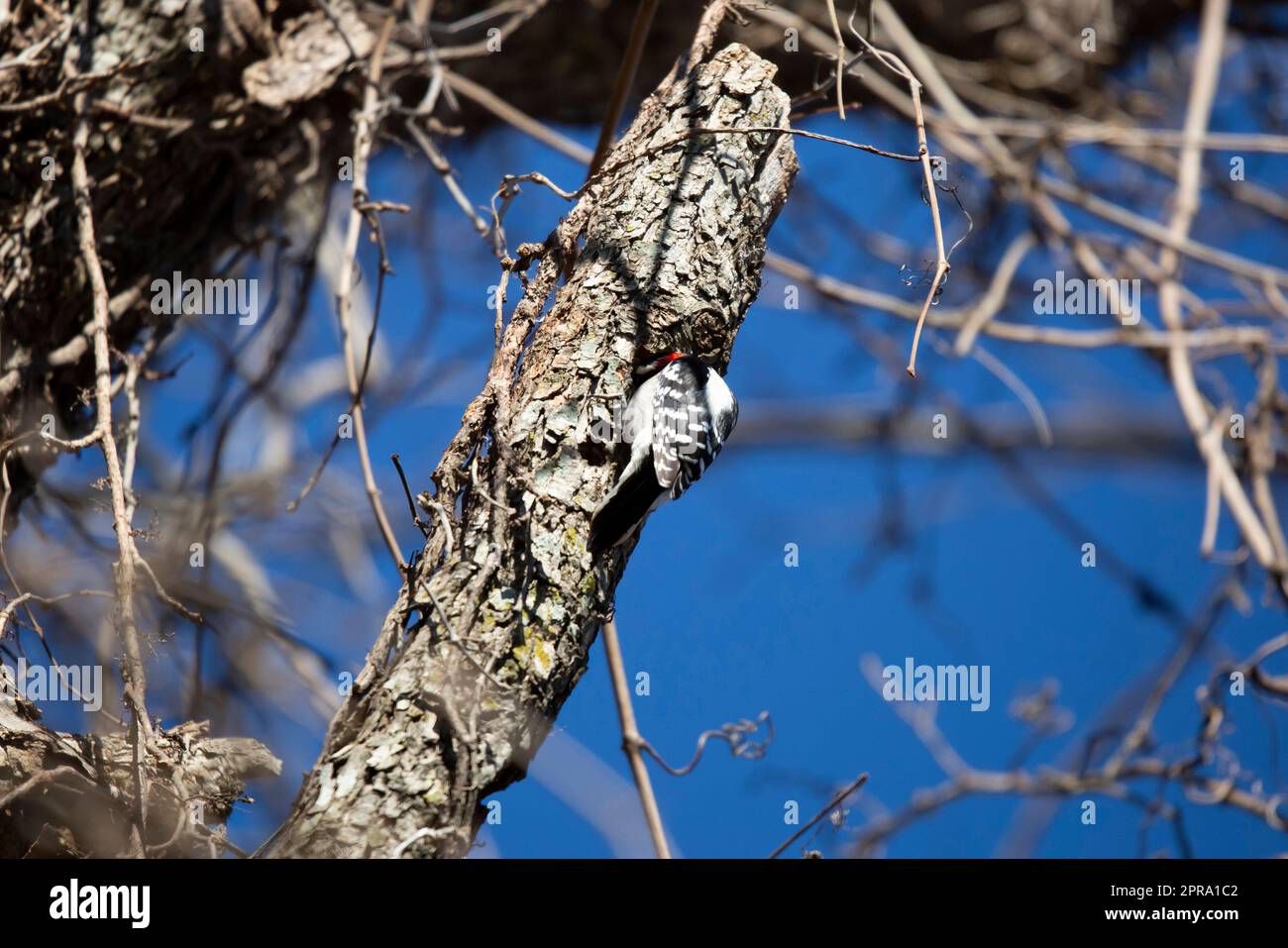 Picchio peloso che sta scavando in un albero Foto Stock