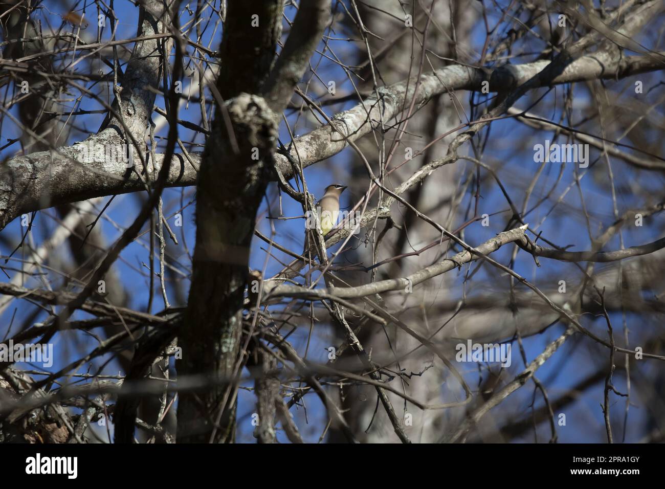 Curioso Cedar Waxwing Foto Stock