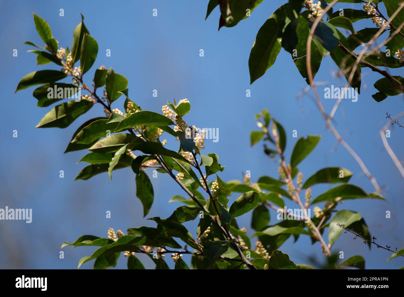 Bumble Bee on a Plant Foto Stock