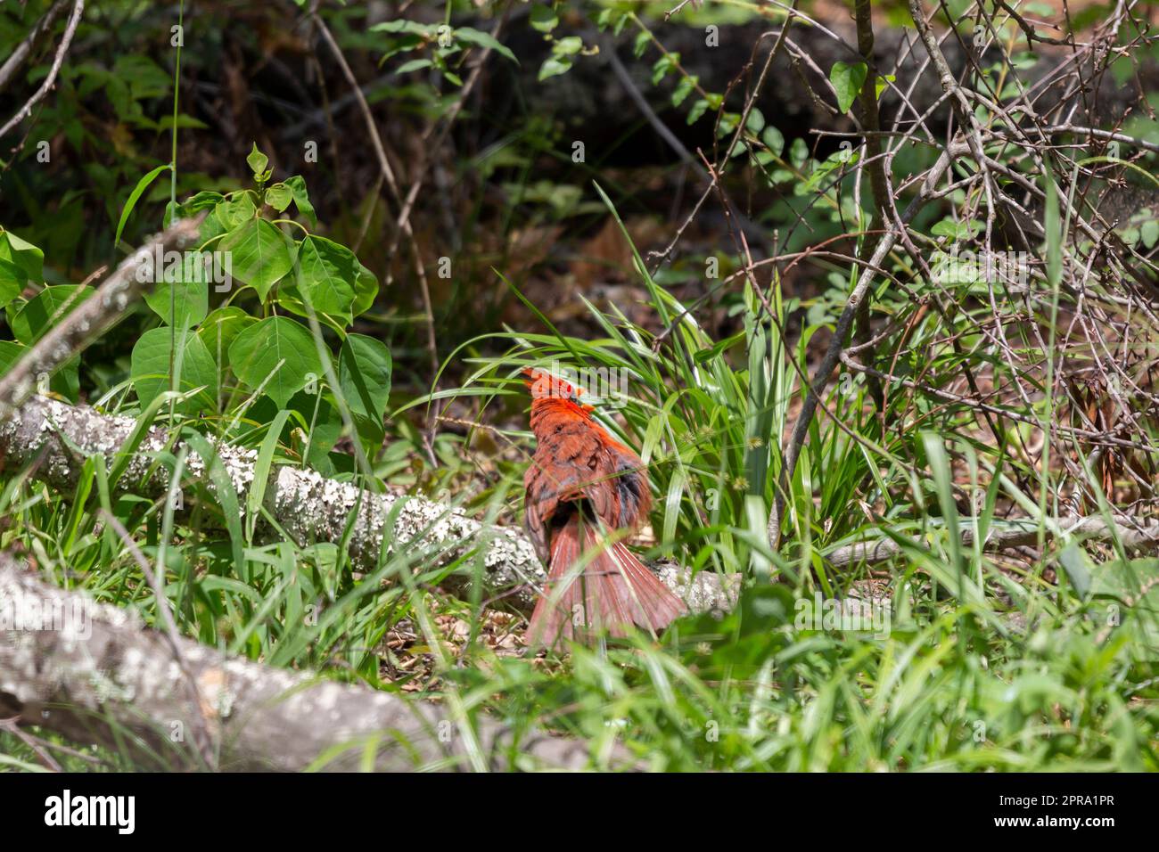 Curioso, Molting male Cardinal Foto Stock