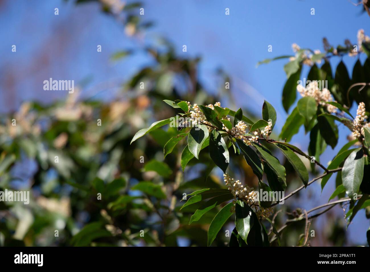 Falegname orientale Bee Foto Stock