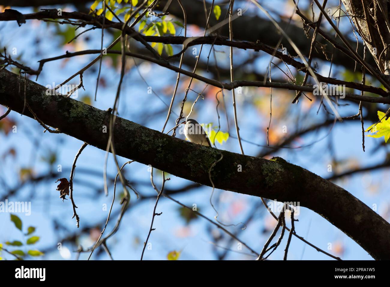 Maestoso Junco dagli occhi scuri Foto Stock