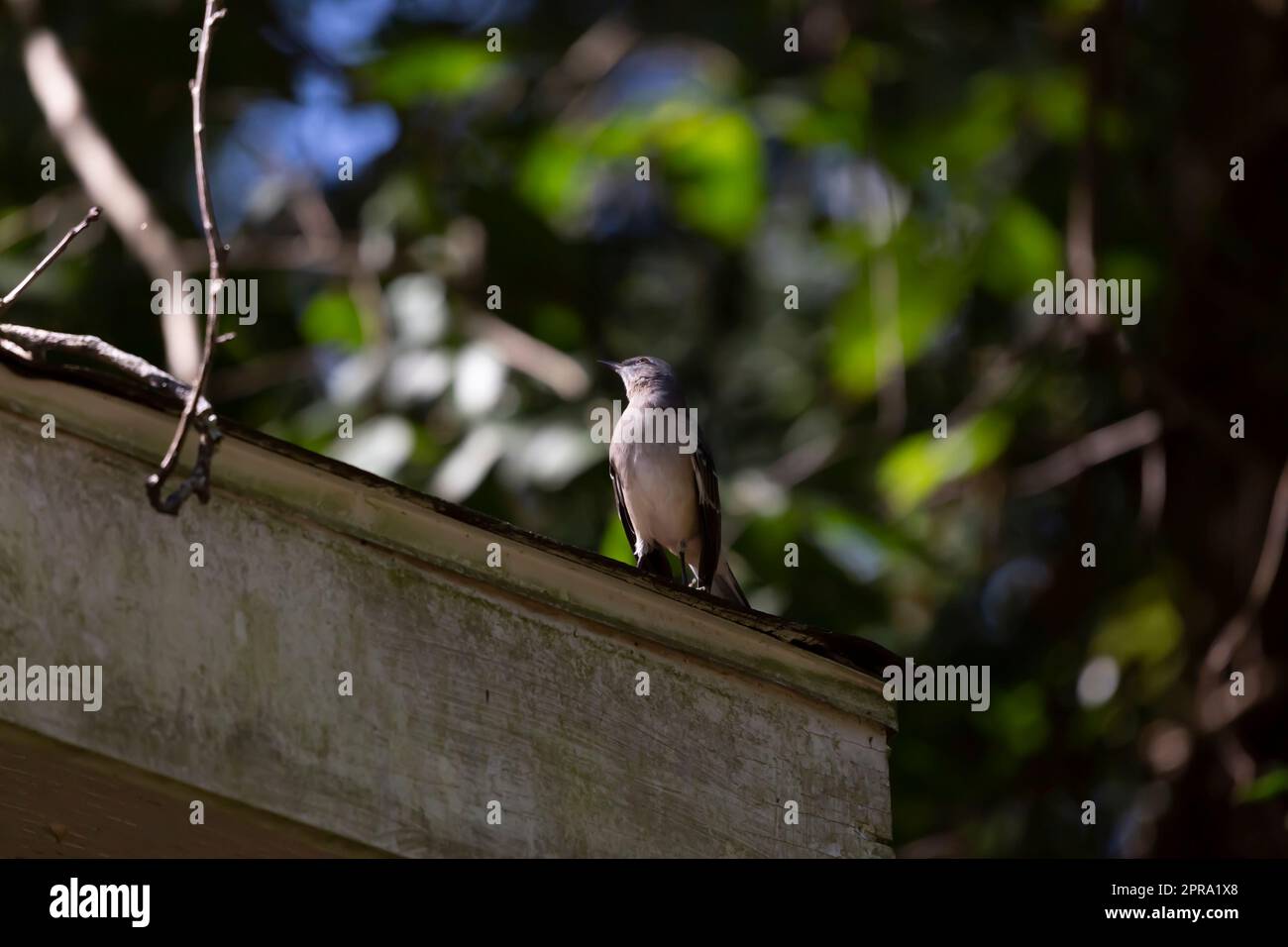 Curioso Northern Mockingbird Foto Stock