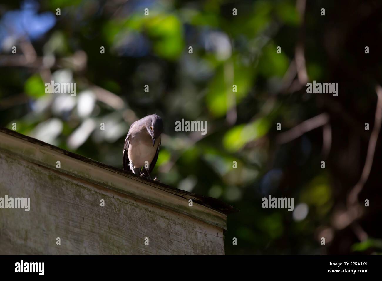 Curioso Northern Mockingbird Foto Stock