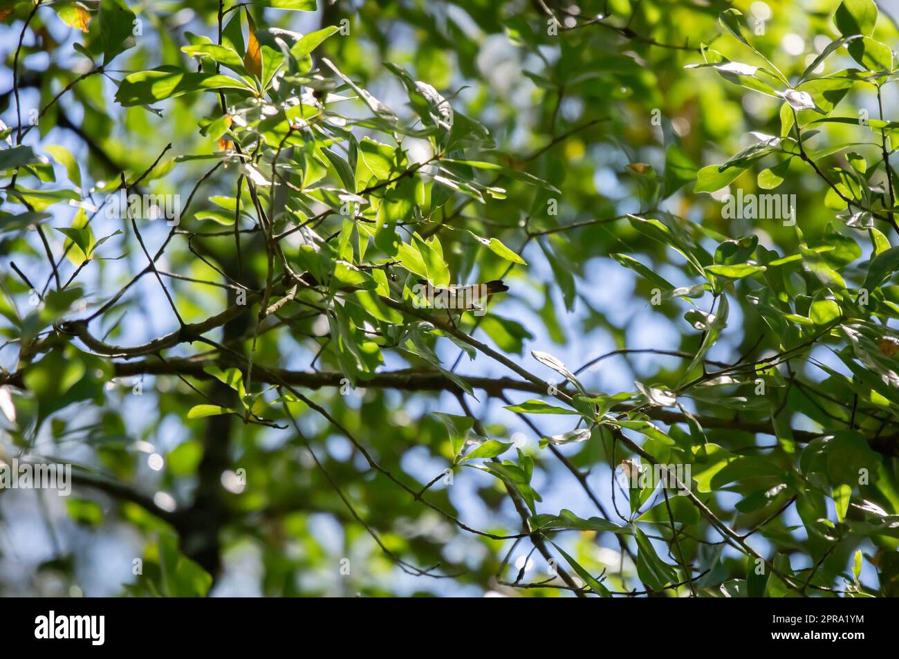 Maschio Redstart americano Foto Stock