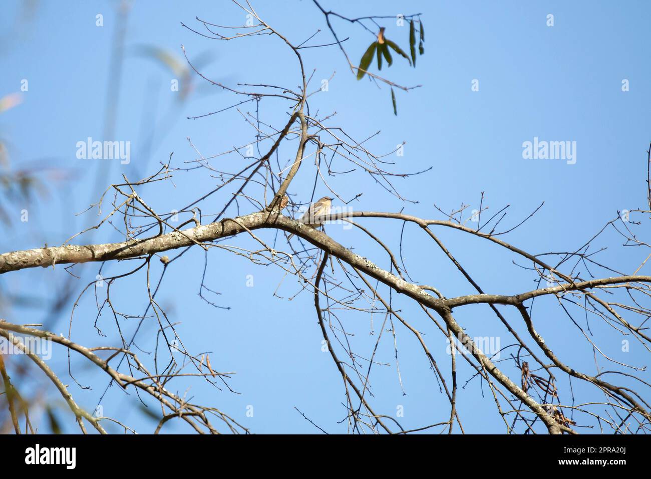 Maestoso Warbler giallo-baldacchino Foto Stock