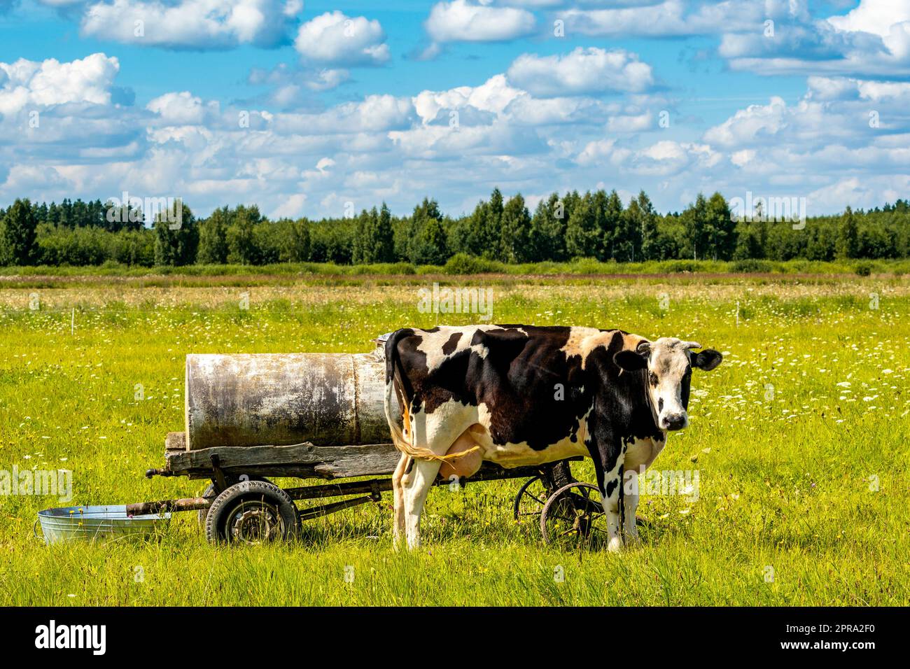 Una sola mucca matura nel campo Foto Stock