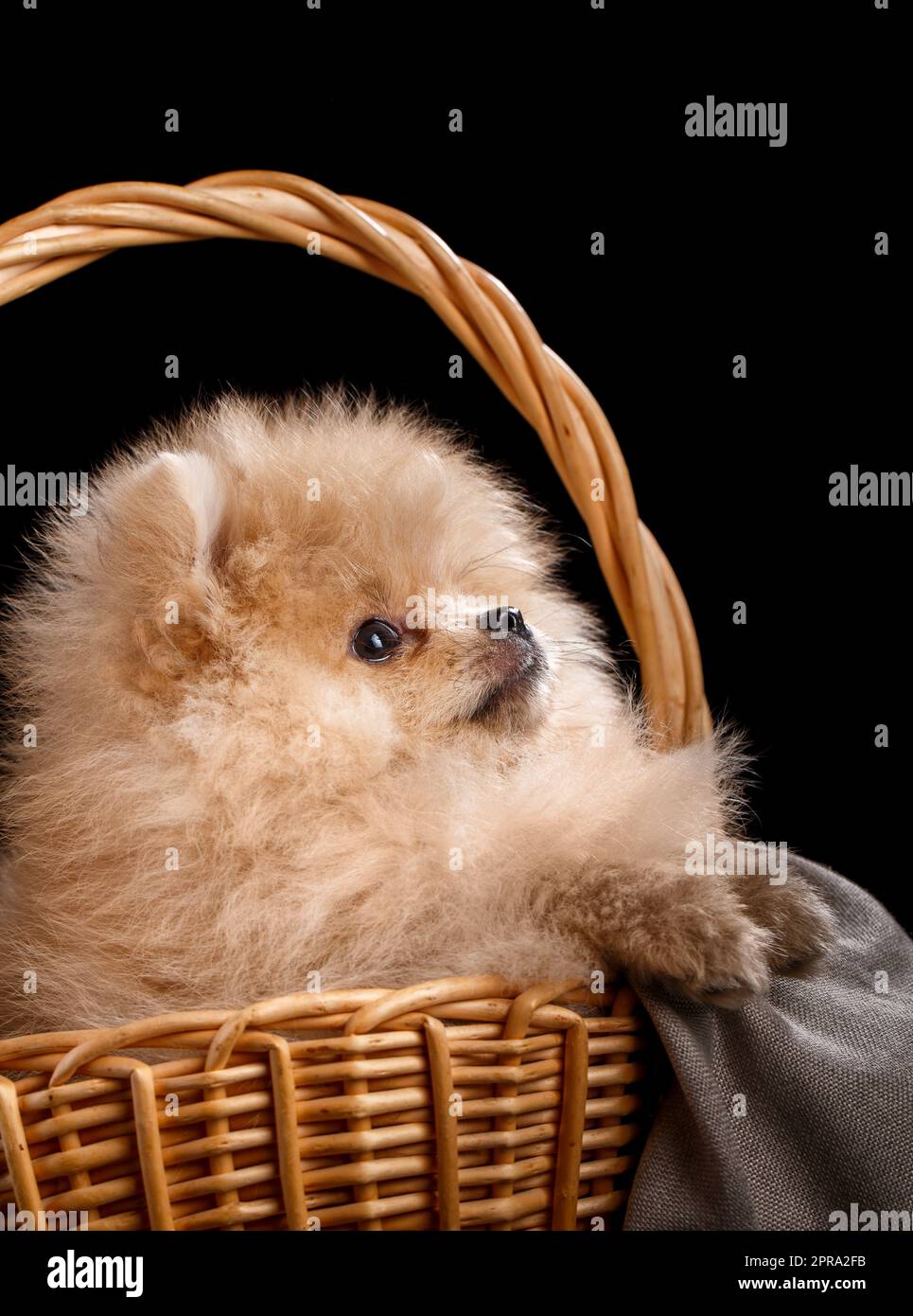 Pomeranian Spitz guarda in alto seduto in un cestino di vimini. Foto Stock