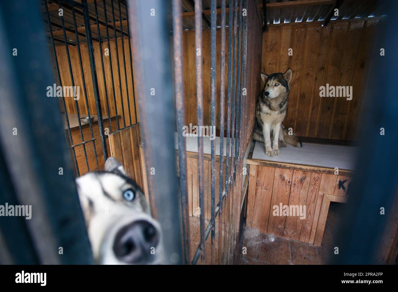 I cani Husky con gli occhi blu siedono in una voliera e aspettano il proprietario. Foto Stock
