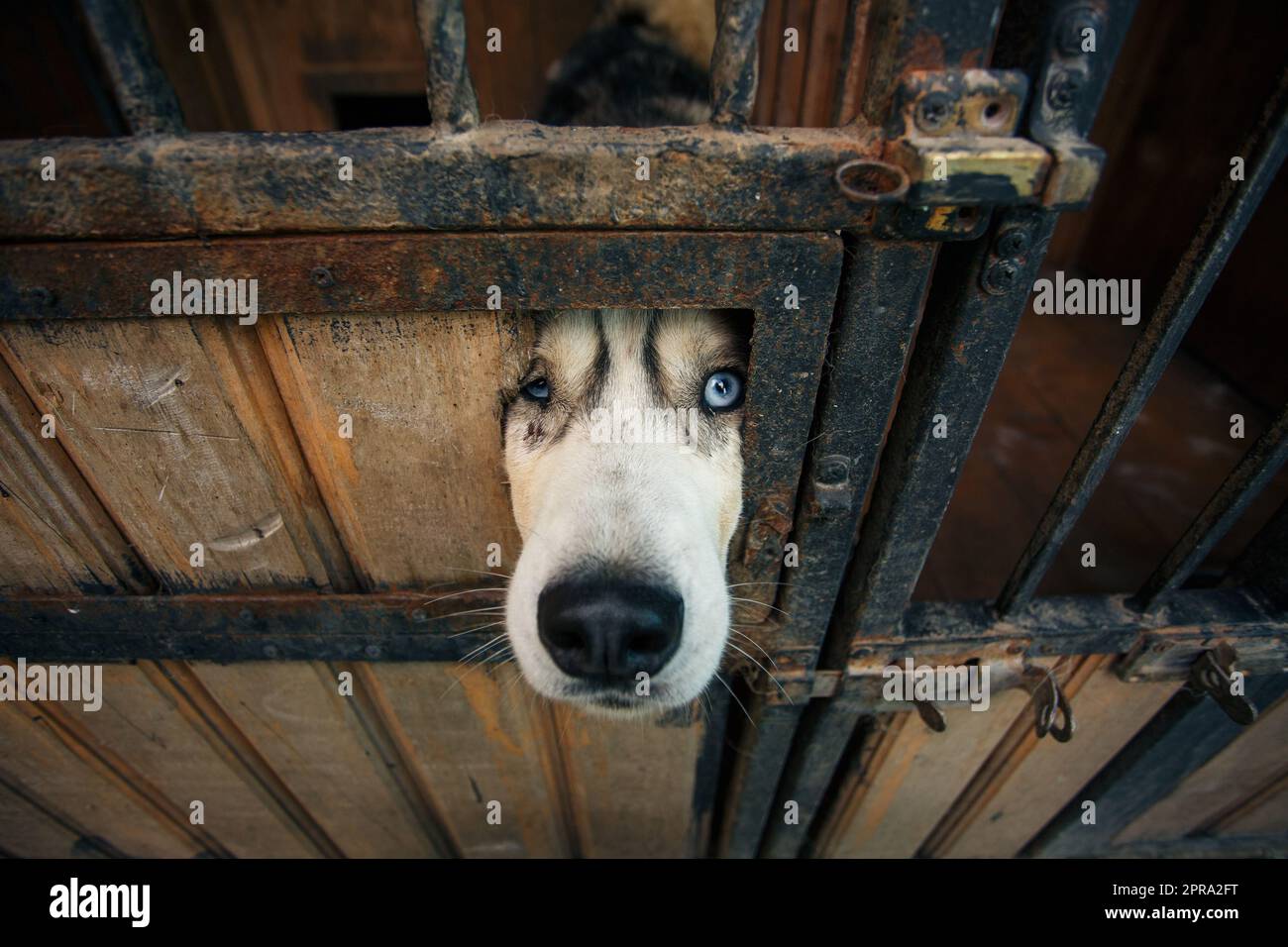 Muso di un triste cane husky dagli occhi blu che guarda attraverso un buco nella porta di una voliera. Foto Stock