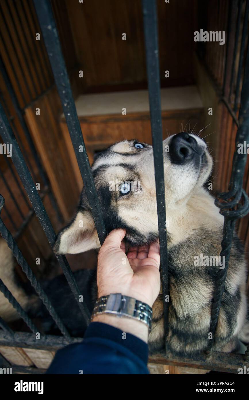 Ritratto di un cane husky orgoglioso e felice che viene accarezzato da un uomo. Foto Stock